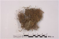 藏品(叢苔科)的圖片